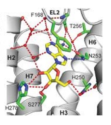 adenosine bound in receptor